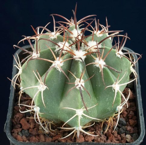 Melocactus_zehntneri_x_conc